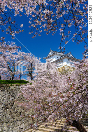 津山城の桜 津山城の桜 113442925