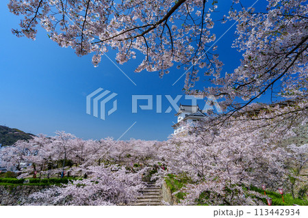 津山城の桜 113442934