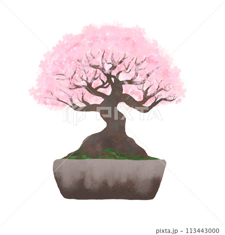 華やかな満開の桜の盆栽・背景透過イラストピンク系 華やかな満開の桜の盆栽・背景透過イラストピンク系 113443000