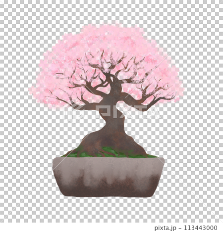 華やかな満開の桜の盆栽・背景透過イラストピンク系 華やかな満開の桜の盆栽・背景透過イラストピンク系 113443000