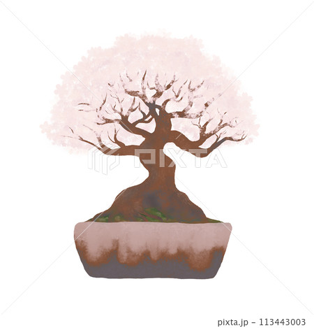 華やかな満開の桜の盆栽・背景透過イラスト淡色系 華やかな満開の桜の盆栽・背景透過イラスト淡色系 113443003