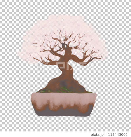 華やかな満開の桜の盆栽・背景透過イラスト淡色系 華やかな満開の桜の盆栽・背景透過イラスト淡色系 113443003