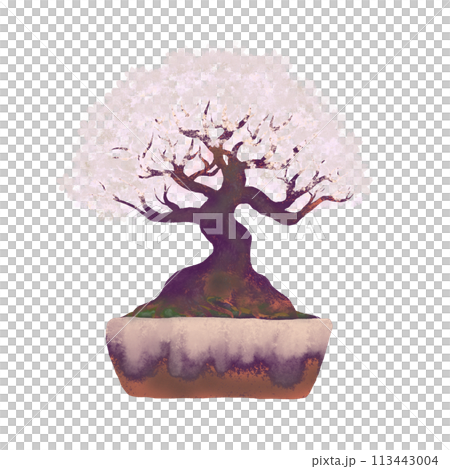 Gorgeous cherry blossom bonsai in full bloom, transparent background illustration, sepia tone 113443004