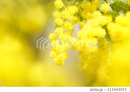 光を浴びるミモザの花5 113443053