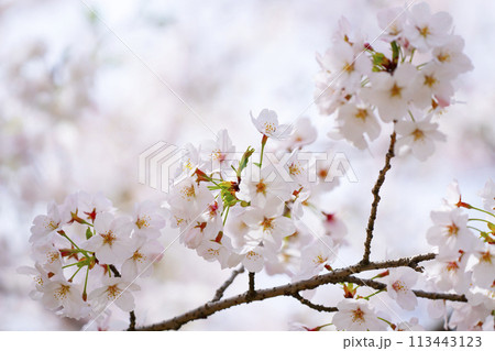 満開の桜 113443123