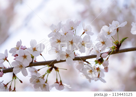 満開の桜 満開の桜 113443125