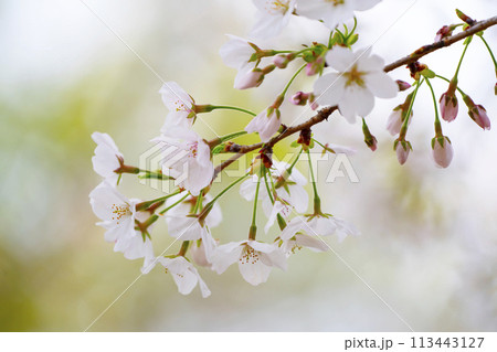 満開の桜 113443127