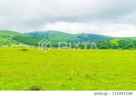 【夏素材】天空の湿原・夏の八島ヶ原湿原【長野県】 113443190
