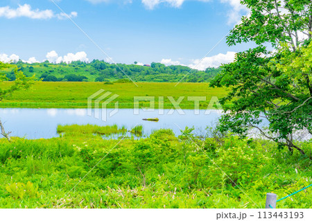 【夏素材】天空の湿原・夏の八島ヶ原湿原【長野県】 113443193