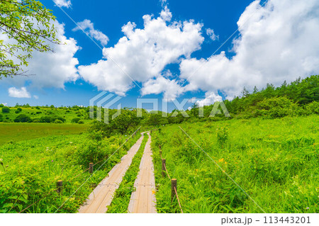 【夏素材】天空の湿原・夏の八島ヶ原湿原【長野県】 113443201