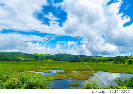【夏素材】天空の湿原・夏の八島ヶ原湿原【長野県】 113443207