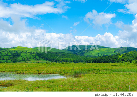 【夏素材】天空の湿原・夏の八島ヶ原湿原【長野県】 113443208