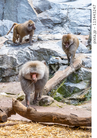 A troop of baboons is engaging in various activities on a rocky enclosure with one prominently in the foreground. Zoo of Skansen, Stockholm, Sweden A troop of baboons is engaging in various activities on a rocky enclosure with one prominently in the foreground. Zoo of Skansen, Stockholm, Sweden 113443247