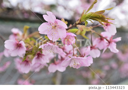 法住寺 河津桜 法住寺 河津桜 113443323