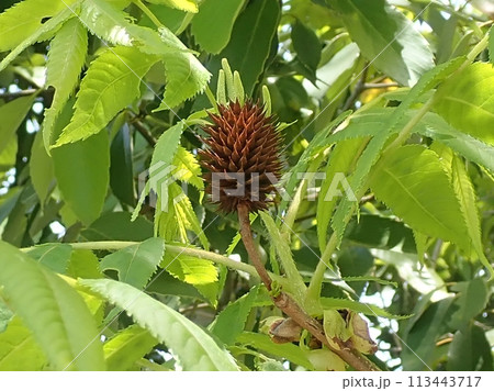 春に咲いたノグルミの花 113443717