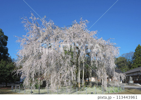 足羽神社の枝垂桜 113443961