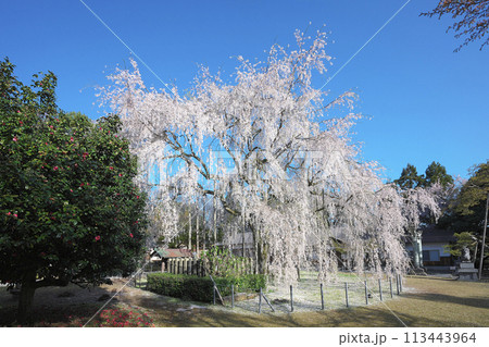 足羽神社の枝垂桜 足羽神社の枝垂桜 113443964
