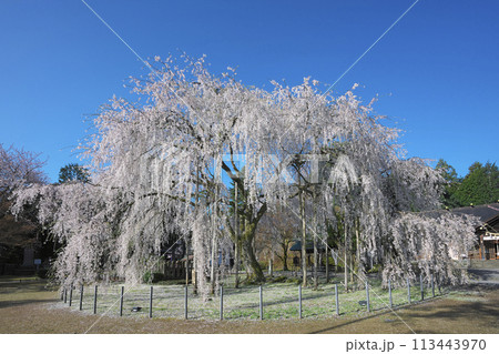 足羽神社の枝垂桜 113443970