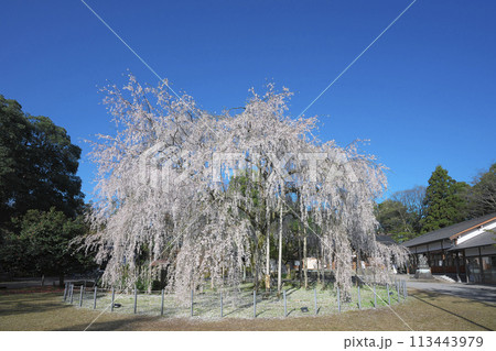 足羽神社の枝垂桜 113443979