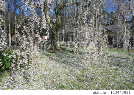 足羽神社の枝垂桜 113443981