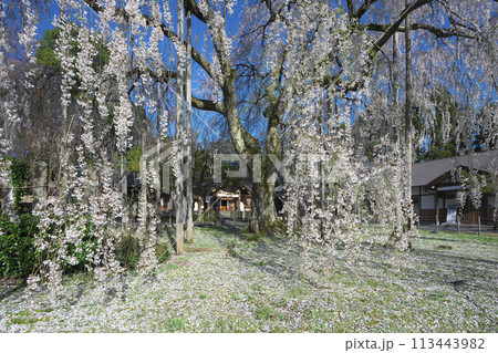 足羽神社の枝垂桜 足羽神社の枝垂桜 113443982