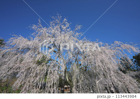足羽神社の枝垂桜 113443984