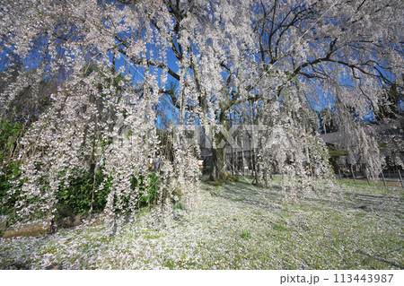 足羽神社の枝垂桜 113443987