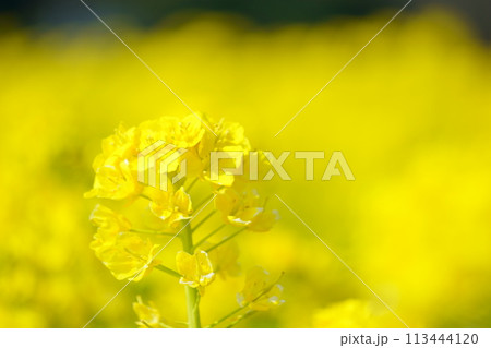 春の光を浴びる菜の花18 113444120