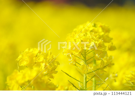 春の光を浴びる菜の花17 春の光を浴びる菜の花17 113444121