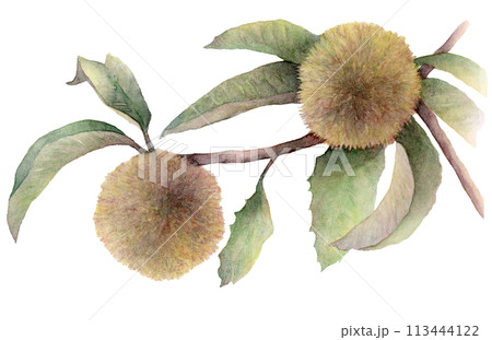 クリ（栗）の水彩イラスト 113444122