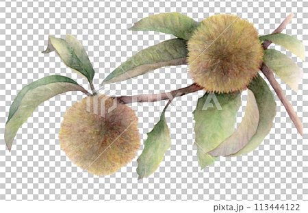 クリ（栗）の水彩イラスト 113444122