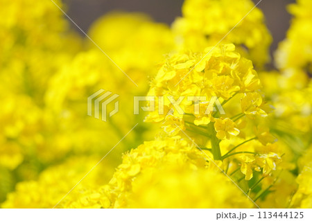 春の光を浴びる菜の花15 春の光を浴びる菜の花15 113444125