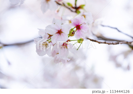 満開の桜 満開の桜 113444126