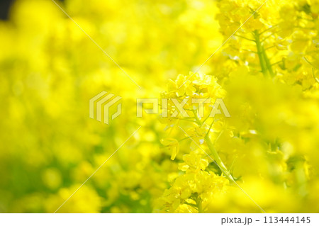 春の光を浴びる菜の花7 113444145