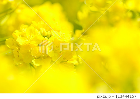 春の光を浴びる菜の花2 113444157