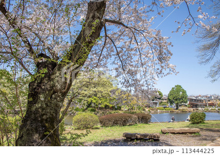 こども自然公園　桜　神奈川県横浜市旭区 113444225