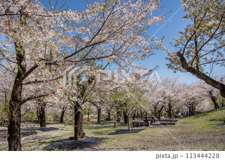 こども自然公園　桜　神奈川県横浜市旭区 113444228