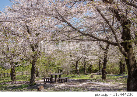 こども自然公園　桜　神奈川県横浜市旭区 113444230