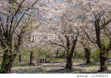 こども自然公園　桜　神奈川県横浜市旭区 113444231