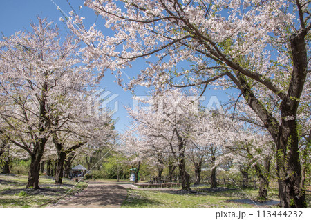 こども自然公園　桜　神奈川県横浜市旭区 113444232