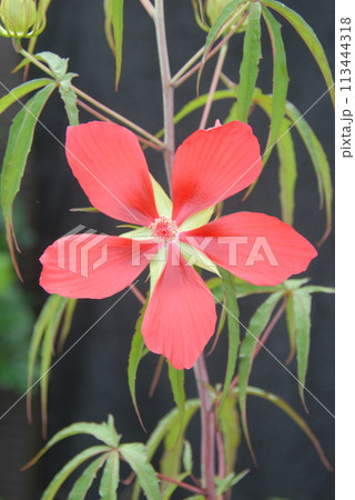 モミジアオイ モミジアオイ 113444318