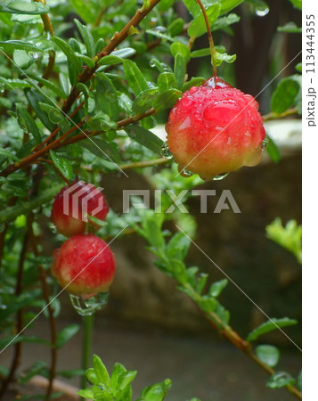 雨上がり水滴の残るツルコケモモの果実 113444355