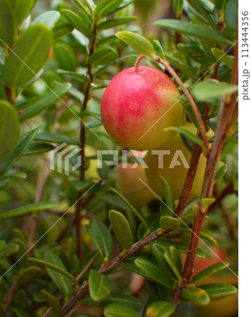 ツルコケモモの果実 113444356