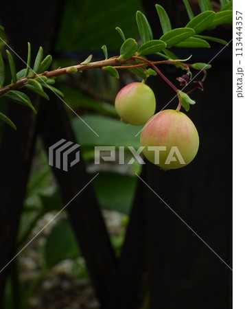 ほんのり色づいてきたツルコケモモの果実 113444357