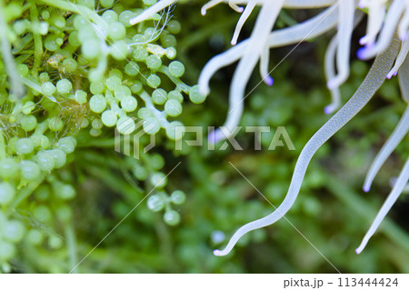 海ブドウとイソギンチャク 113444424