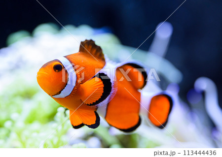 カクレクマノミ 113444436