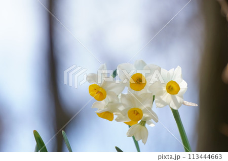 白い房咲きスイセンの花6 113444663