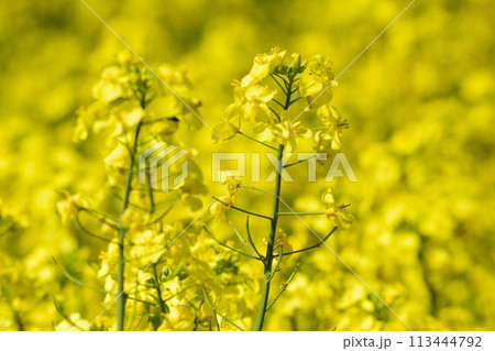 北海道 菜の花畑 北海道 菜の花畑 113444792