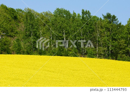 北海道 菜の花畑 北海道 菜の花畑 113444793