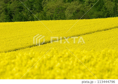 北海道 菜の花畑 北海道 菜の花畑 113444796